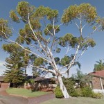 The tree when it was standing (from Google Maps).